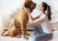 Самые большие породы собак: описание, фото, плюсы и минусы содержания