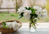 Гардения: оранжерейный цветок в домашних условиях