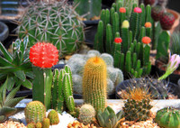 Самые распространённые виды домашних кактусов: названия и фото
