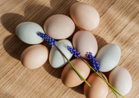 Три способа: как проверить свежесть яиц