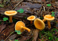 Топ-8: самые распространённые ядовитые грибы в лесах России