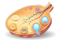 Почему развивается гипофункция яичников