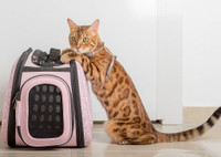Переноска для кошки: виды и основные характеристики