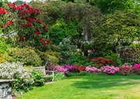 Тенелюбивые и теневыносливые растения: 20+ цветов и кустарников для дома и дачи
