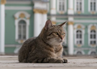 Пушистая стража: кто такие коты Эрмитажа