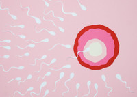 Антиспермальные антитела