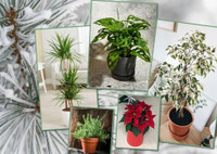 Экономно и экологично: 7 комнатных растений, которые легко заменят новогоднюю елку