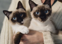 10 самых красивых пород кошек и особенности их темперамента
