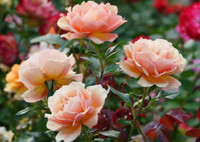 Королева цветов: виды и сорта роз