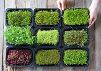 Урожай на подоконнике: как выращивать микрозелень