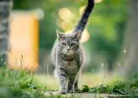 Сколько лет живут кошки: в домашних условиях и на улице