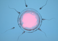 Имплантация эмбриона – важный шаг к новой жизни