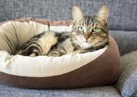 Кошкин дом: делаем удобную лежанку для питомца