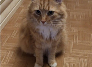 Котик
