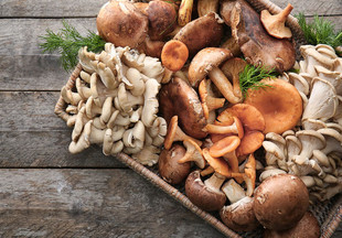 Виды съедобных грибов: как отличить от несъедобных, названия и фото