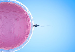 Сколько живут сперматозоиды после полового акта в организме и вне его?