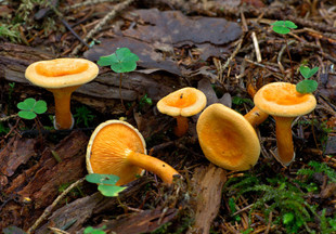 Топ-8: самые распространённые ядовитые грибы в лесах России