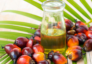 Польза и вред пальмового масла для организма