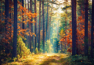 Какие бывают леса: виды, описания и отличия