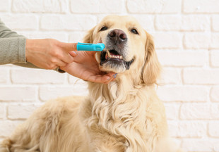 Здоровые зубы – здоровая собака: как правильно чистить зубы питомцу