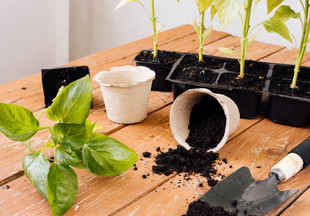 Питание для сада и огорода: безопасная и натуральная органика