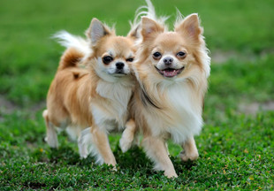 Маленькие породы собак: ТОП-15 самых маленьких собак, характеристики, фото