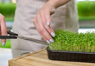 Кресс-салат: зеленые витамины для красоты и здоровья