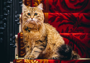 Соседка королевы? Сибирская кошка живет в роскошном отеле за 3,5 млн рублей в день