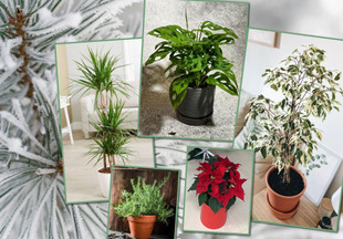 Экономно и экологично: 7 комнатных растений, которые легко заменят новогоднюю елку