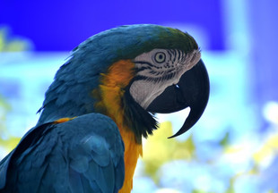 От чего зависит продолжительность жизни попугаев и как её увеличить