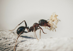 10 эффективных средств: избавляемся от муравьёв