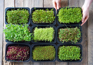 Урожай на подоконнике: как выращивать микрозелень