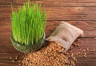 Как прорастить пшеницу: в грунте и без него