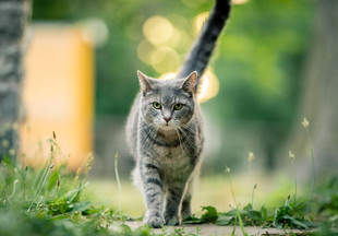 Сколько лет живут кошки: в домашних условиях и на улице