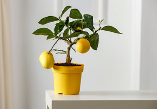 Домашние тропики: как вырастить лимон из косточки