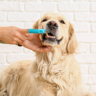 Здоровые зубы – здоровая собака: как правильно чистить зубы питомцу