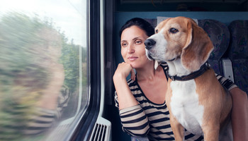 Пошаговая инструкция: как перевозить собаку в поезде