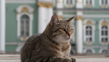 Пушистая стража: кто такие коты Эрмитажа