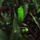 Feorina Green