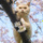 Кот