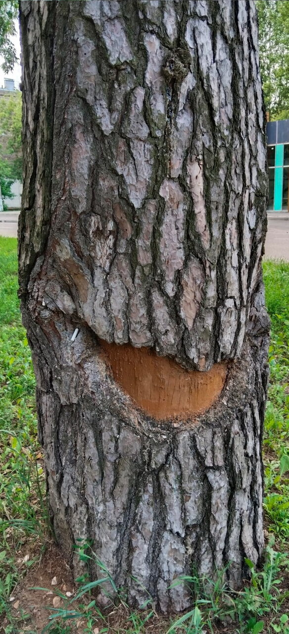 А вы любите фотографировать во время прогулки?