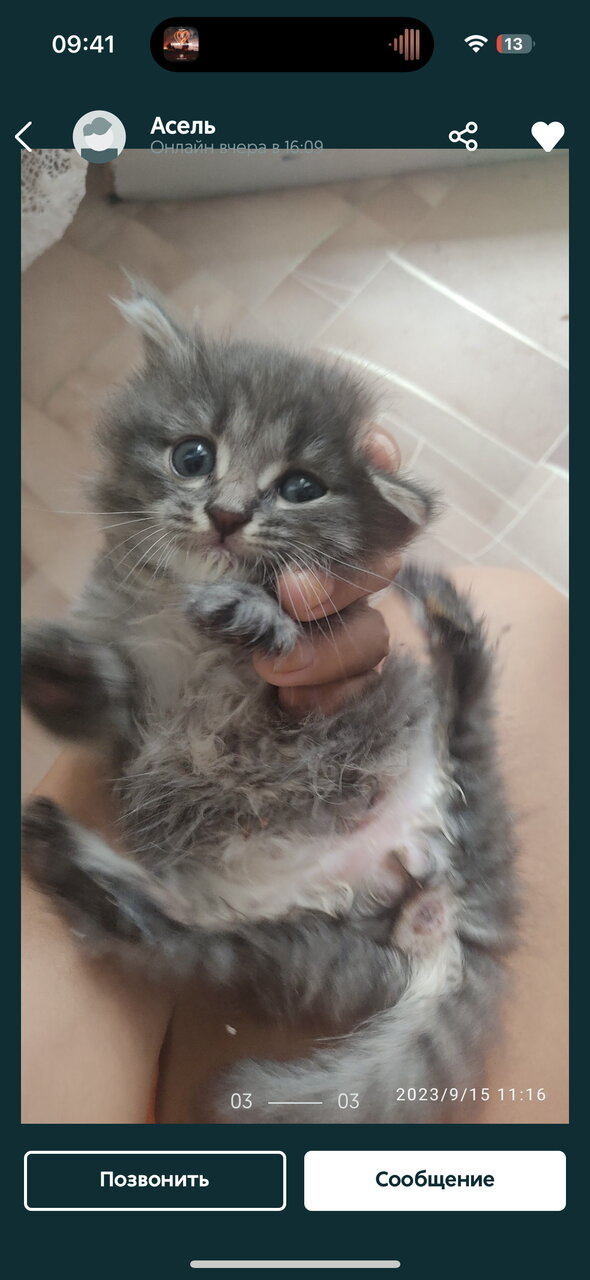 Какого пола котенок?
