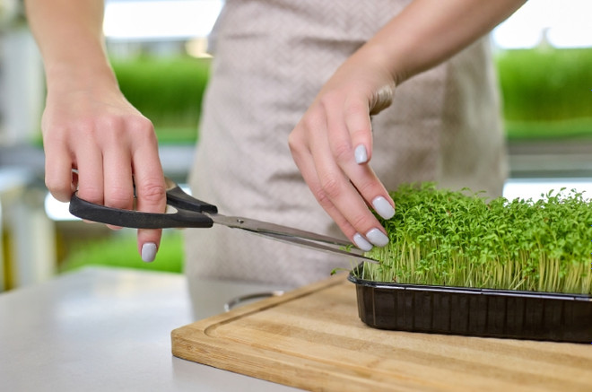микрозелень кресс салат