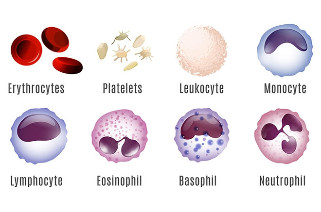 Какие есть виды лейкоцитов