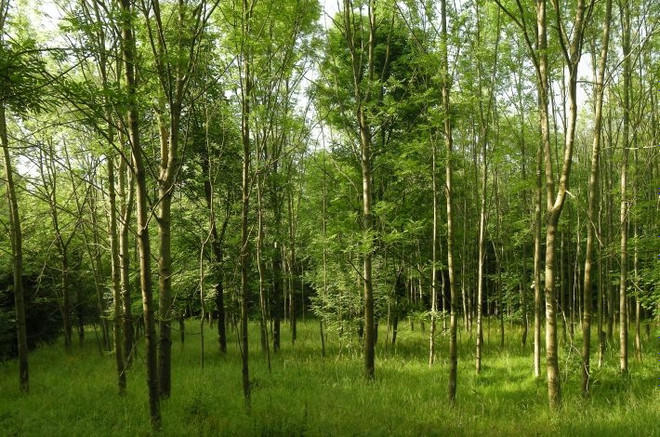 В России наиболее распространены береза, дуб, осина