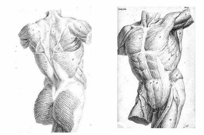 В нашем организме много мышц