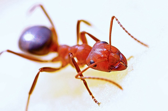 Огненные муравьи