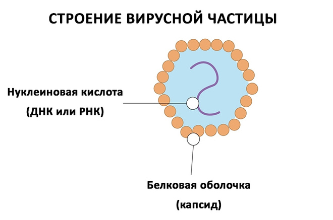 Что такое вирус