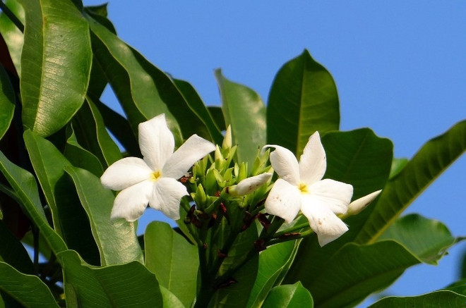 После цветения на цербере появляются плоды, похожие на манго. 