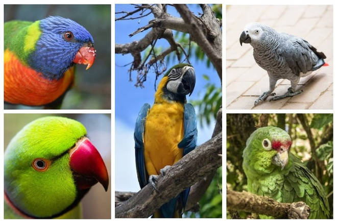 Продолжительность жизни попугаев